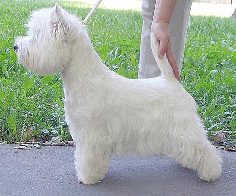 West Highland White Terrier Grooming, Fancy Dogs, Dog Grooming Styles, Westie Puppies, Dog Grooming Tips, Dog Haircuts, Grooming Style, Fancy Dog, Dog Cuts