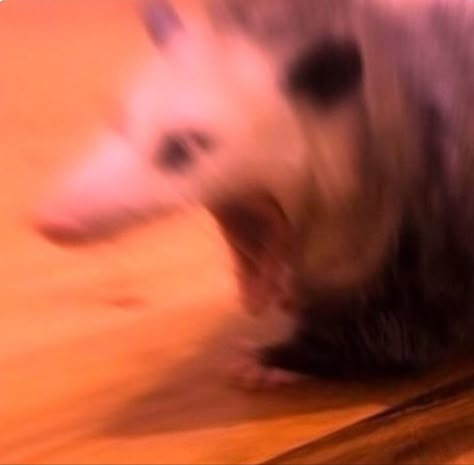 Possum Memes, Awesome Possum, Trash Panda, My Spirit Animal, Silly Animals, Racoon, Reaction Images, My Spirit, Reaction Memes