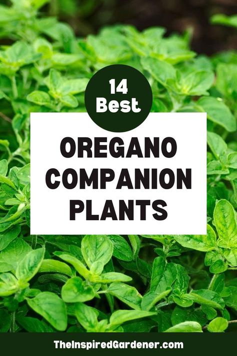 Looking for the perfect oregano companion plants for your garden? Learn which which vegetables and herbs pair best with oregano and how they benefit each other in this companion planting guide. Italian Oregano Plant, Oregano Companion Plants, Companion Herbs Planting, Oregano Plant Care, Companion Planting Herbs, Oregano Garden, Herb Companion Planting, Oklahoma Gardening, Pepper Companion Plants