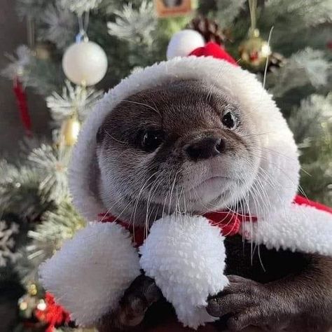 Otter Aesthetics, Otter Pfp, Christmas Otter, Otter Christmas, Cute Otters, Christmas Widgets, Baby Otter, Cute Otter, Otters Cute