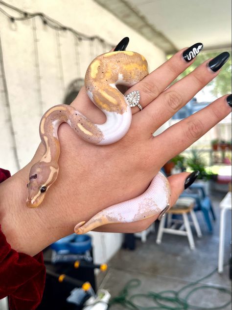 White and yellow snake wrapped around a women’s hand. Snake is a Banana Yellow Bellied Pied Ball Python. Women has a white snake painted on her black nails. Banana Pied Ball Python, Banana Python, Ball Python Art, Spotted Python, Scaleless Ball Python, Corn Snake Morphs, Banana Snake, Cute Ball Python, Banana Ball Python