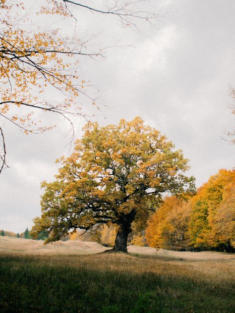 The Mighty Oak is cherished the world over as a symbol of longevity, wisdom, strength, and endurance and is thoroughly bound up in history, religion, folklore, and mythology. Across the fields of Britain, lone oaks stand in meadows and form thick woodlands rustling with wildlife. Celtic Tree Calendar, Wise Tree, Forest Ecosystem, Mighty Oaks, Celtic Tree, Life Symbol, Oak Leaves, The Mighty, Autumn Inspiration