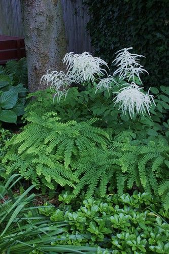 Aruncus Dioicus, Shade Garden Design, Maidenhair Fern, Ferns Garden, Shade Garden Plants, Beautiful Home Gardens, Moon Garden, Forest Garden, Native Garden