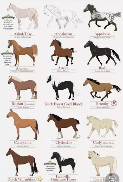 Different Types Of Horse Breeds, Different Types Of Horses, Types Of Horses Breeds, Clysdale Horse, Horseland Horses, Different Breeds Of Horses, Clysdale Horses, Horse Species, Horse Base