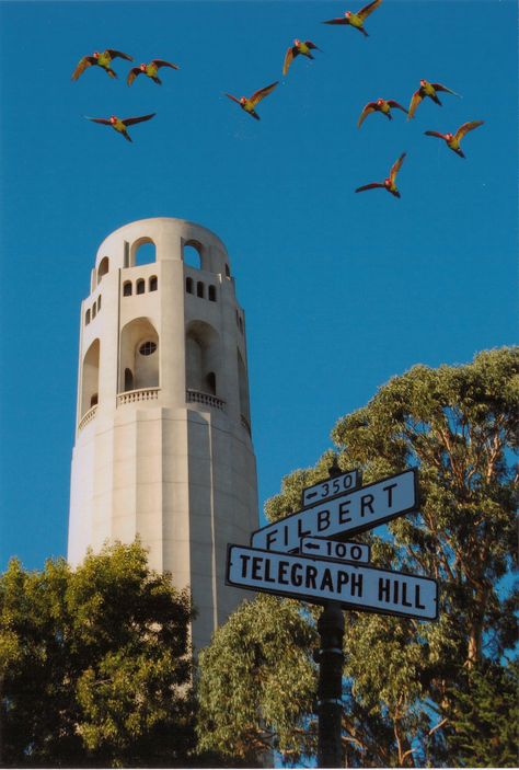 The Wild Parrots of Telegraph Hill Coit Tower San Francisco, Sutro Tower, Town Planning, City Scapes, Places In California, Living In San Francisco, San Francisco City, San Francisco Travel, North Beach