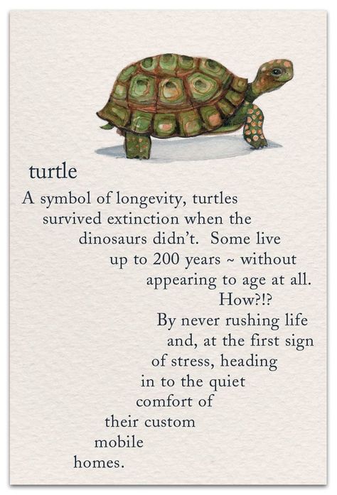 Alfabeto Viking, Turtle Quotes, Animal Symbolism, Turtle Love, Symbols And Meanings, Spiritual Symbols, Life Quotes Love, A Turtle, Meaning Of Life