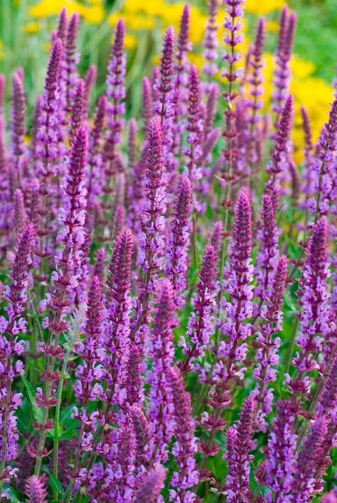 Woodland Sage- TownandCountrymag.com Woodland Sage, Garden Flowers Perennials, Best Perennials, Garden Shrubs, Flower Spike, Climbing Roses, Perennial Garden, Flowers Perennials, Perennial Plants