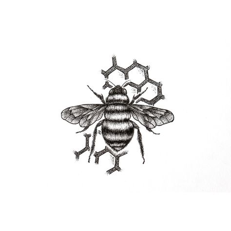 Honey Bee Tattoo Honeycomb, Bee With Honeycomb Tattoo, Bumble Bee Tattoo Design, Bee And Honeycomb Tattoo, Bee Diagram, Drawing Of A Bee, Tattoo Bee, Tiny Drawings, Drone Bee