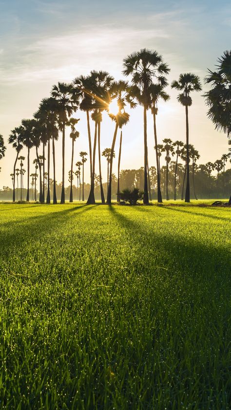 Rural Photography, Landscape Sunrise, Sunrise Nature, Green Farm, 2160x3840 Wallpaper, Farm Photography, Nature Hd, Village Photography, Nature Wallpapers