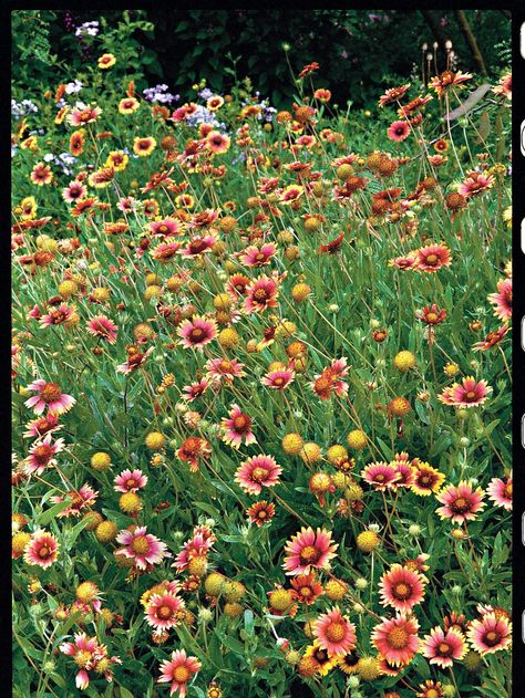 Summer Blooming Flowers, Blooms All Summer, Enchanted Gardens, Blanket Flower, Drought Tolerant Landscape, Low Maintenance Landscaping, Rock Garden Landscaping, Summer Plants, Flower Landscape