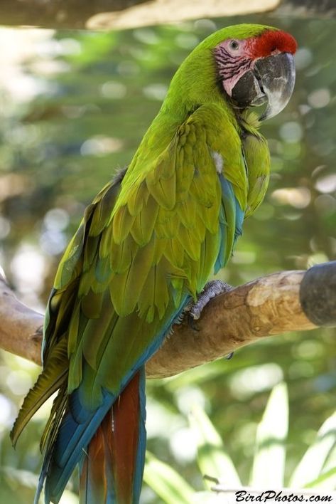 Great Green Macaw | Ara ambiguus …  Aka: Buffon's Macaw, Green Macaw, Grand Military Macaw, Grand Green Macaw, Guayaquil Green Macaw   | https://en.m.wikipedia.org/wiki/Great_green_macaw Green Parrot Bird, Types Of Parrots, Green Macaw, Puerto Maldonado, Pet Parrot, Birds Parrots, Birds Photography, British Birds, Macaw Parrot