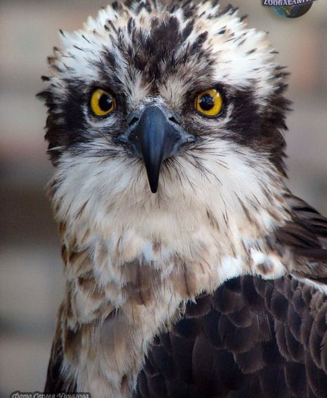 Osprey Osprey Art, Osprey Photography, Osprey Bird, Wild Animals Photography, Eagle Images, Brown Bird, Bird Artwork, Pretty Animals, Animal Projects