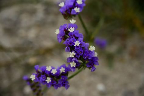 Sea Lavender Plant: Care and Growing Guide Types Of Lavender Plants, Lavender Plant Care, California Lilac, Sea Lavender, Easy Perennials, Aquaponic Gardening, Mediterranean Plants, Long Flowers, Blue And Purple Flowers