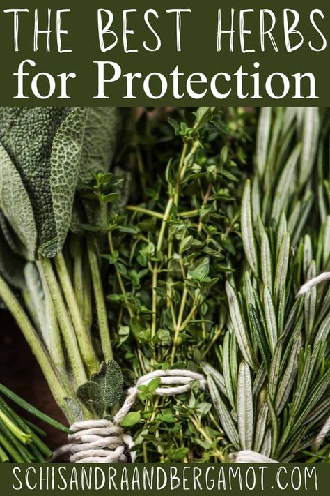 If you are in need of a little protection in your life, look no further than this helpful list of herbs for protection, plus a guide to using them. Herbs For Protection And Healing, Herbs For Viruses, Herb For Protection, Protection Herbs And Spices, Herbs For Protection Spell, Herbs To Burn For Protection, Herbs For Survival, Protection Spell Herbs, Herbs For Travel Protection