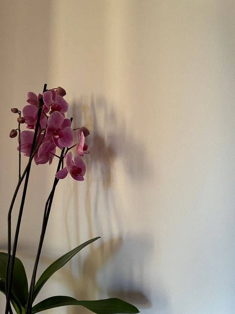 Orchid Pink Aesthetic, Orchid Aesthetic Flower, Pink Orchids Aesthetic, Orkide Wallpaper, Small Flower Aesthetic, Small Flowers Aesthetic, Orchid Aesthetic Wallpaper, Ayana Core, Kasandra Core