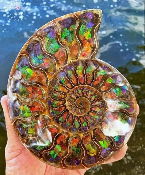 Rainbow Photography Nature, Shell Animals, Sea Creatures Art, Rocks And Fossils, Beautiful Sea Creatures, Alien Art, Minerals And Gemstones, Indigenous Art, Gems And Minerals