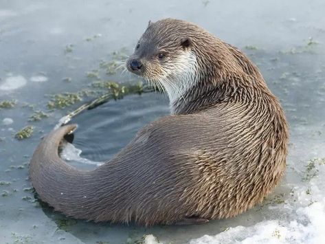 Otters are the most amazing creatures; they give unconditional love. Otter Reference, Otter Tattoo, River Otters, River Otter, Pretty Animals, Sea Otter, Animal Sketches, Draw On Photos, Watercolor Animals