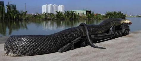 O loco meu !!!: Cobra Gigante encontrada no Mar vermelho! Snake Trap, World Biggest Snake, Afrikaanse Grappe, World's Largest Snake, Dangerous Snakes, Anaconda Snake, Big Snake, Uk Nature, Water Snake