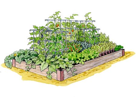 Kitchen Garden Planner - Preplanned Gardens - High Yield Potato Garden, Planting Seeds Indoors, Salad Garden, Cockle Shells, Seed Potatoes, Spring Harvest, Companion Planting Vegetables, Squash Plant, Vegetable Garden Planner