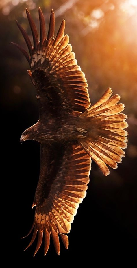 Golden Eagle Flying, Aigle Royal, Eagle Images, Eagle Wallpaper, Eagle Pictures, Eagle Art, Golden Eagle, Majestic Animals, An Eagle