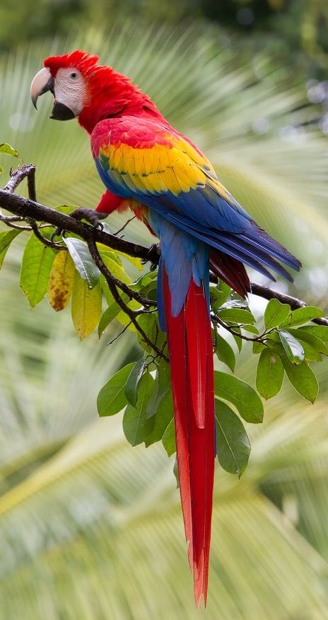 Arara Scarlet Macaw, Sun Beautiful, Parrots Art, Fun Photography, Macaw Parrot, Photography Beach, Parakeets, Parrot Bird, Airbrush Art