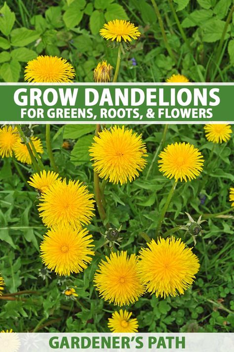 You may think of dandelions as invasive weeds but did you know that the greens, flowers, and roots are edible? Delicious and nutritious, leaves can be added to salads, flowers made into a tea, and the roots can be used as a coffee substitute. Learn how to grow dandelions now on Gardener's Path. #dandelion #gardenerspath How To Grow Dandelions, Grow Dandelions, Dandelion Plant, Chicken Garden, Dandelion Seed, Dandelion Flower, Garden Kits, Tea Garden, Growing Herbs