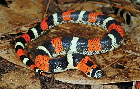 Tricolor Hognose (Xenodon pulcher) Milk Snake, Hognose Snake, Bad Eggs, Coral Snake, Corn Snake, Color Personality, Big Thing, The Next Big Thing, Reptiles And Amphibians