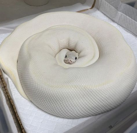 Holds Gently, Snake Enclosure, Pretty Snakes, Ball Pythons, Snake Lovers, Cute Reptiles, Cute Snake, Pet Snake, Beautiful Snakes