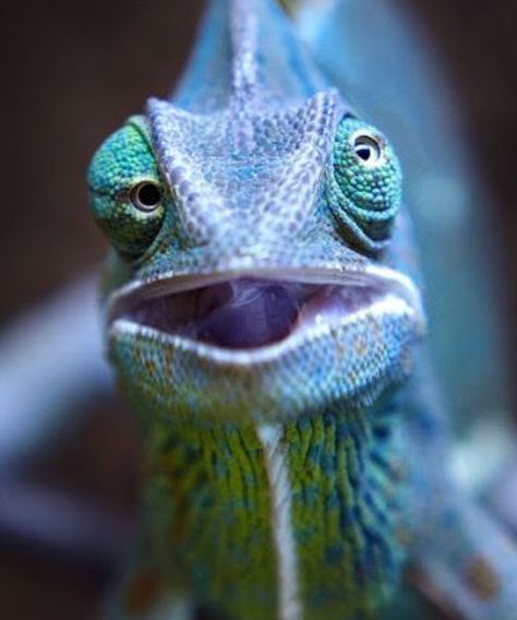 “A chameleon can move its eyes in two directions at the same time. 🦎 #FactManiac” Chameleon Eyes, Lizard Eye, Pet Portraits Photography, Terrarium Supplies, Natural Curiosities, Wild Creatures, Reptiles And Amphibians, Bearded Dragon, Animal Faces