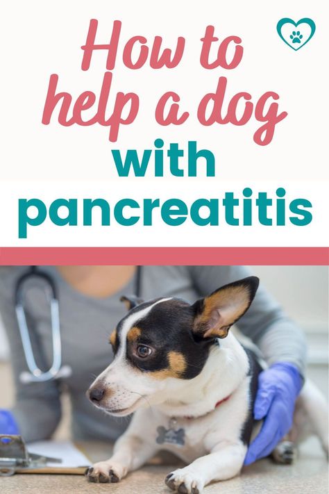 Pancreatic Dog Treats, Pancreatic Diet For Dogs, Dog Pancreatic Diet, Pancreatic Diet, Puppy Training Guide, Pet Healing, Dogs Ears, Healing Tips, Dog Wellness