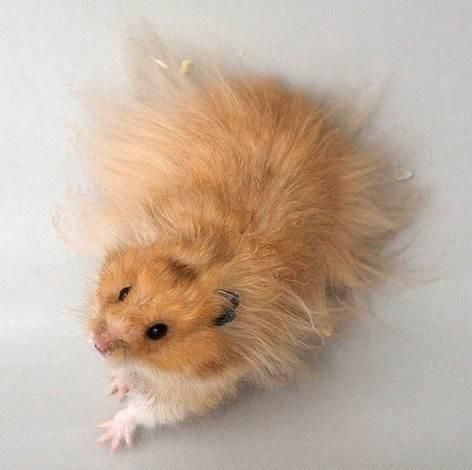 Long Haired Syrian Hamster, Hamsters Syrian, Long Haired Hamster, Teddy Bear Hamster, Teddy Hamster, Hamster Syrian, The Escape Artist, Hamster Cute, Bear Hamster