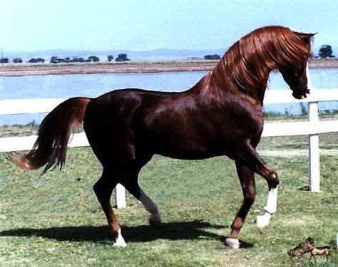 BEN RABBA 1964 chestnut stallion (Aurab x Rollicka, by Sarolle) Bred by K D Mathiot The Breeders, Beautiful Arabian Horses, Horse Pics, Arabian Beauty, Horse Ranch, Beauty And Grace, Arabian Horses, Vintage Horse, Arabian Horse