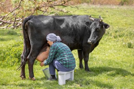 Milking A Cow, Milking Cow, Cow Milking, Cows Milk, Cow Photography, Milk The Cow, Cow Milk, Cow Farm, Photo Woman