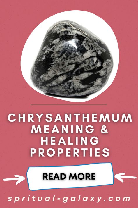 Chrysanthemum Stone Meaning: Healing Properties, Benefits & Uses Chrysanthemum Stone Meaning, Chrysanthemum Meaning, Chrysanthemum Stone, Abc Order, Gemstone Meanings, Crystal Healing Stones, Healing Properties, Spiritual Healing, Chrysanthemum