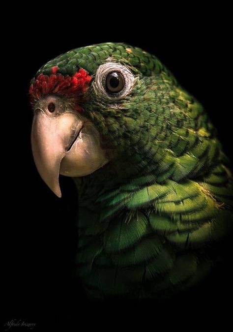 Burung Kakatua, Regard Animal, Photo Animaliere, Parrots Art, Red Head, Tropical Birds, Exotic Birds, Pretty Birds, Colorful Birds