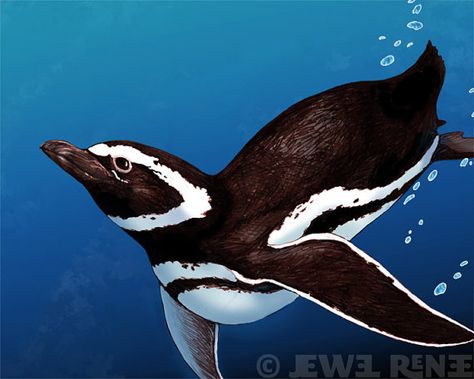 Penguin Art Print 11x14 Print Teal black White by JewelRenee, $49.00 Aquatic Art, Digital Mixed Media, Ocean Tattoos, Animal Drawings Sketches, Penguin Art, Penguin Love, 4x6 Prints, I Feel Free, 5x7 Print