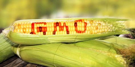 Is GMO corn safe to eat? Gmo Corn, Toxic Mold, Genetically Modified Food, Gmo Foods, Genetic Engineering, Food Supply, Genetically Modified, Food Safety, Pesticides