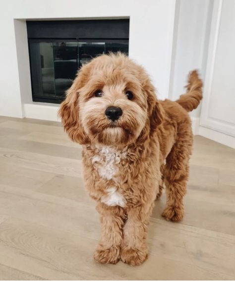 Poodle And Golden Retriever, Golden Doodle Medium Size, Cavadoodle Full Grown, Toy Cavoodle Full Grown, Mini Golden Doodle Aesthetic, Petite Mini Goldendoodle, Golden Doodles Puppies, Golden Doodle Miniature, Cavoodle Haircut