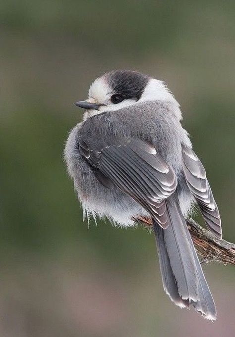 Gray Jay, Photo Animaliere, Bird Sketch, Kunst Inspiration, Tiny Bird, Bird Artwork, Instagram Frame, Bird Pictures, Exotic Birds