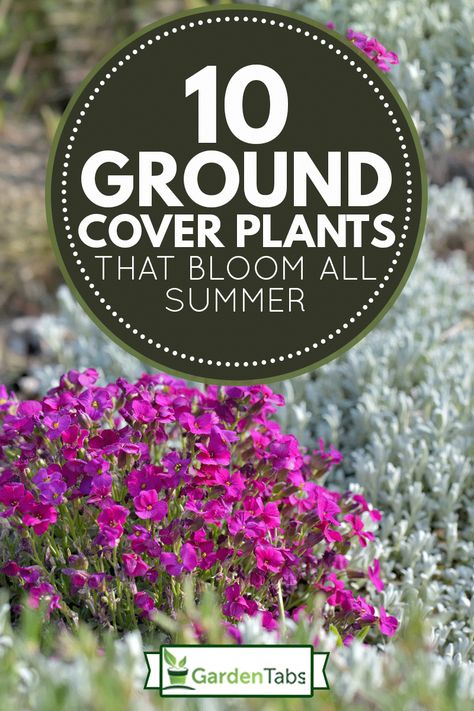 Low Growing Ground Cover Sun, Colorful Ground Cover Perennials, Floral Ground Cover, Ground Covering Perennials, Ground Cover Flowers Perennials, Low Ground Cover Perennials, Low Perennial Flowers, Ground Coverage Plants, Perennial Ground Cover Sun