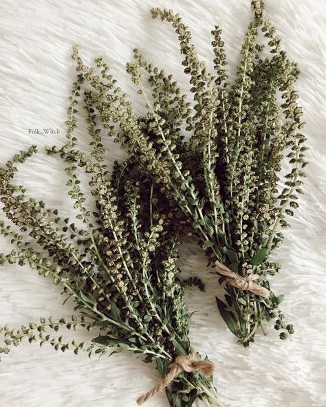 ☽🔮Eclectic Forest Witch ➵🌲 on Instagram: “Mugwort seeds!🌿Mugwort(Artemisa)seed are used in mixtures of loose incenses for protection,cleansing,keeping away evil spirits,fertility…” Dried Mugwort, Metaphysical Store, Forest Witch, Herbal Healing, Evil Spirits, Fertility, Incense, Dandelion, Seeds