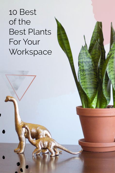 The 10 best plants to spruce up your workspace. Dress up your office desk with these indoor plants, that are easy to keep alive and maintain with little water or light. Indoor Plants Ideas Decor, Hanging Plant Indoor, Best Desk Plants, Indoor Plant Ideas, Best Office Plants, Office Plants Desk, Cute Office Supplies, Making Plant Pots, Desk Plants