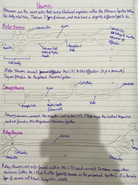 Neurons Notes, Neurotransmitters Notes, Types Of Neurons Notes, Behavioral Neuroscience Notes, Neuron Notes Nervous System, Structure Of Neuron, Types Of Neurons, Journal Headers, Bullet Journal Headers