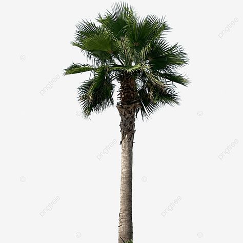 Palm Tree Background, Palm Tree Png, Forest Clipart, Trees Clipart, Tree Borders, Tropical Trees, Christmas Tree Background, Palm Tree Silhouette, Tropical Background