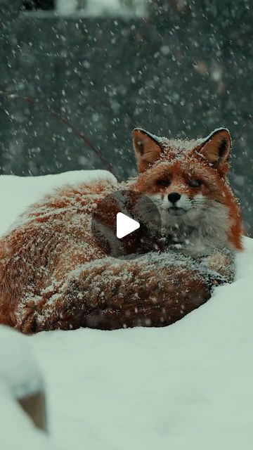 Fox Video, What A Beautiful World, Beautiful Bugs, February 1, Red Fox, Sweet Animals, Sea Creatures, Animal Photography, Farm Animals