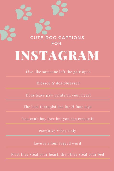 8 of the best captions to get likes on your next dog picture. For the pet parents/dog mom Caption For Your Dog, Caption For Pets Instagram, Cute Animal Captions Instagram, Paw Captions Instagram, Captions For Dogs Love, Dog Lover Captions For Instagram, Instagram Pet Captions, Insta Caption For Dogs, Aesthetic Dog Quotes