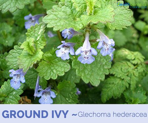 Ground-ivy facts and health benefits Ivy Tree, Herbal Living, Ground Ivy, Creeping Charlie, Poison Ivy Remedies, Medicinal Weeds, Ear Nose And Throat, Ivy Flower, Herbal Garden