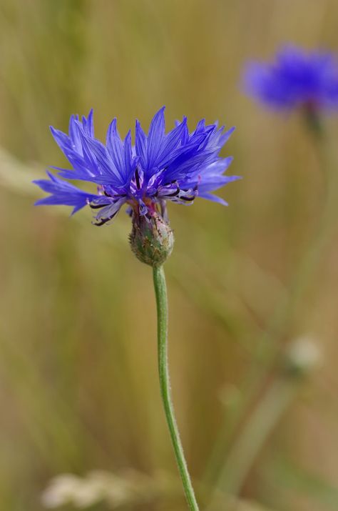 Centaurea cyanus / Cornflower / Bachelor's button Centaurea Cyanus Flower, Bachelor Buttons, Book Themes, Dandelion, Purple, Flowers, Plants