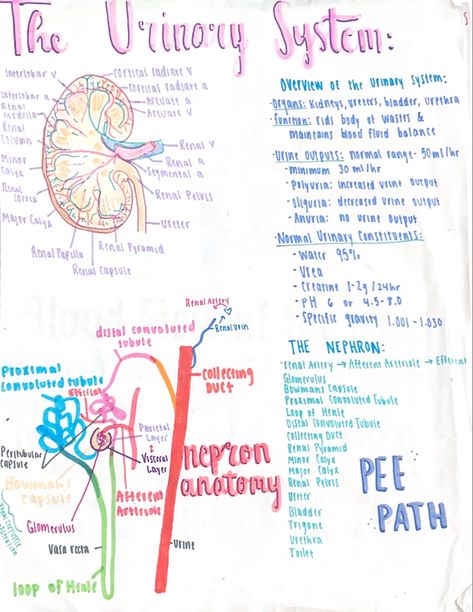 Kidney anatomy & physiology. #anatomy #notes #study #aesthetic #nursing Urinary System Anatomy Physiology, Kidney Nursing Notes, Anatomy And Physiology Notes Integumentary System, Reproductive System Nursing Notes, Human Anatomy Notes Study, Anatomy And Physiology Binder Cover, College Anatomy And Physiology Notes, Anatomy And Physiology Study Printables, Anatomy And Physiology Study Tips