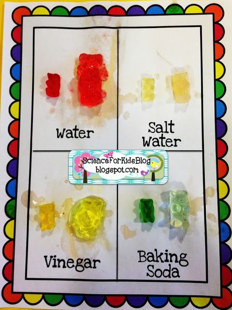 Science for Kids: Gummy Bear Science Science Experience, Smart Tiles, 4th Grade Science, 5th Grade Science, Fair Projects, Cool Science Experiments, Kindergarten Science, E Mc2, Science Fair Projects